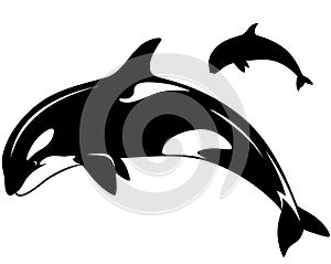 Killer whale vector