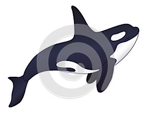 Killer whale - vector full color picture with marine mammal. Orca - sea cetacean in cartoon style. Beautiful graceful killer whale