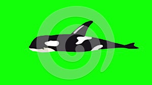 Killer whale in the water isolated on green screen
