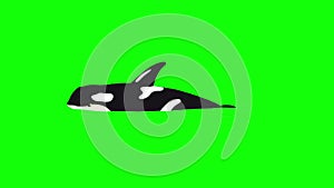 Killer Whale in the Water isolated on Green Screen