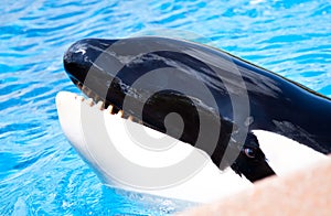 Killer Whalejumping out of the water and putting o