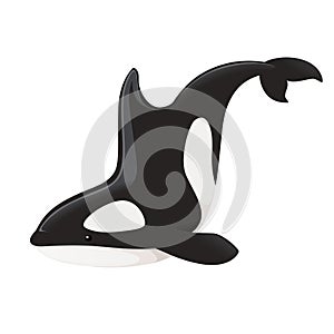 Killer whaleOrcinus orca cartoon animal design ocean mammal orca flat vector illustration isolated on white background