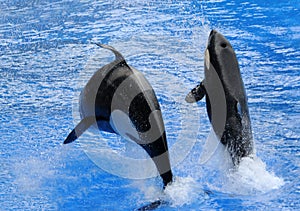 Killer whales