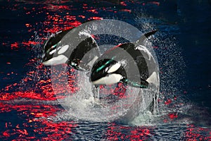 Killer Whales