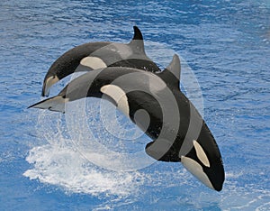 Killer Whales