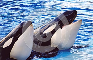 Killer Whales