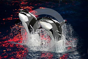 Killer Whales