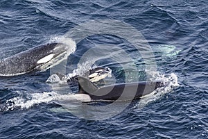 Killer Whale - Orcinus orca, Shetlands, UK photo