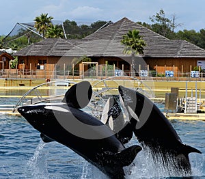 Killer whales jump out of the water