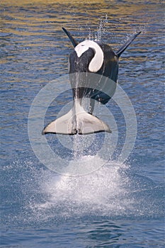 Killer whales jumping out of blue water