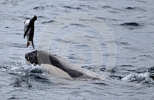 Killer Whales Playing with Penguin