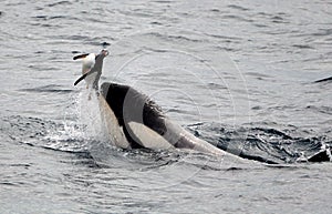 Killer Whales Playing with Penguin photo
