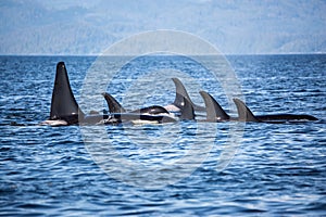 Killer Whales pod in British Columbia, Canada