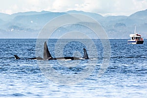 Killer Whales pod in British Columbia, Canada