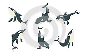Killer Whales Set, Orca or Toothed Whale, Marine Mammal Animal Leaping Out of Water Vector Illustration