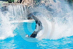 Killer whales shows in the famous SeaWorld