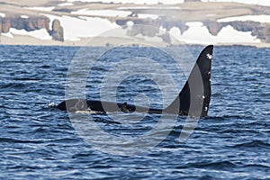 Killer whales swim along the shore of the Bering photo