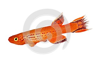 Killi Aphyosemion austral Hjersseni gold Aquarium fish isolated on White