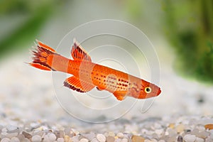 Killi Aphyosemion austral Hjersseni gold Aquarium fish
