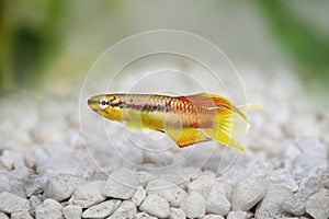 Killi splendid Killifish aquarium fish Aphyosemion splendopleure tropical photo