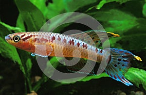 Killifish, aphyosemion bivittatum, Aquarium Fish photo