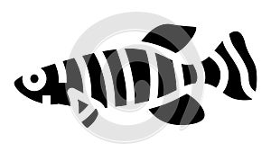 killifish aquarium fish glyph icon animation