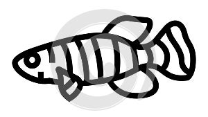 killifish aquarium fish line icon animation