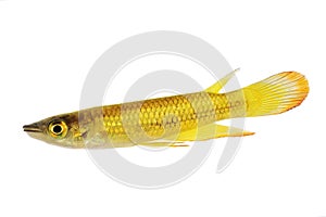 Killifish Striped panchax Aplocheilus lineatus tropical aquarium fish photo