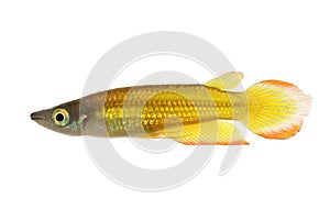 Killifish Striped panchax Aplocheilus lineatus tropical aquarium fish