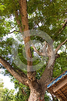 The Killing Fields of Phnom Penh