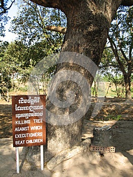 Killing tree against which executioners beat children. Cambodia