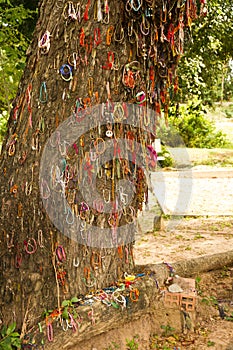 Killing tree against which executioners beat children - Choeung Ek Killing Fields