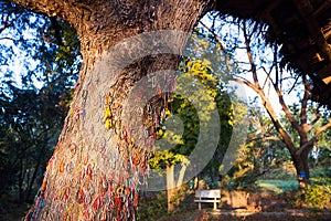 `Killing tree against which executioners beat children`. Choeung Ek Killing Fields