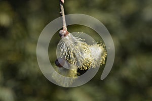 Kilmarnock willow flower - Latin name - Salix caprea Kilmarnock