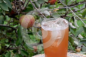 Kilojoules Fruity Gin Drink photo