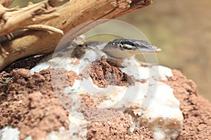 Kimberley rock monitor