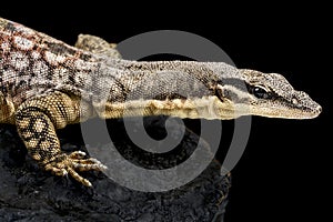 Kimberley rock monitor (Varanus glauerti)