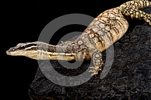 Kimberley rock monitor (Varanus glauerti)