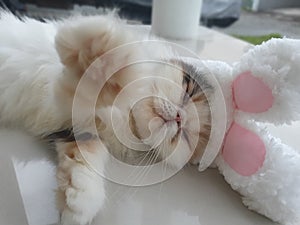 Kimiko the lovely cat