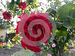 Kimjongilia Flower Plant in the Field of Crop in Himachal Pradesh India 05