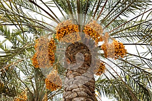 Kimri Dates clusters on tree