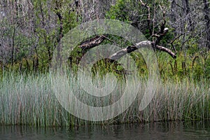 Kin Kin Creek, Great Sandy National Park, Queensland, Australia