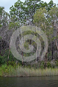 Kin Kin Creek, Great Sandy National Park, Queensland, Australia