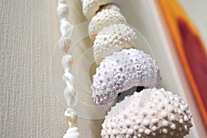 Kina sea animal shell collection hanged on a wall background