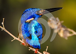 Kinabatangan river, Sabah, Borneo- JANUAR 2019: Blue-eared kingfisher is watching the fish