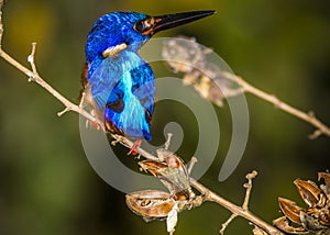 Kinabatangan river, Sabah, Borneo- JANUAR 2019: Blue-eared kingfisher is watching the fish