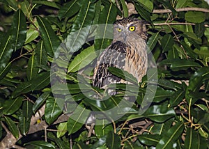 Kinabatangan river, Sabah, Borneo- JANUAR 2019: Buffy-fish owl Ketupa ketupu in the nature