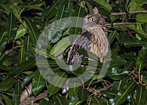 Kinabatangan river, Sabah, Borneo- JANUAR 2019: Buffy-fish owl Ketupa ketupu in the nature