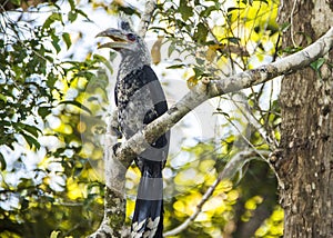 Kinabatangan river, Sabah, Borneo- JANUAR 2019: Endangered hornbill Berenicornis comatus