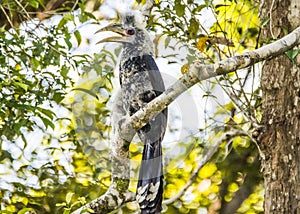 Kinabatangan river, Sabah, Borneo- JANUAR 2019: Endangered hornbill Berenicornis comatus